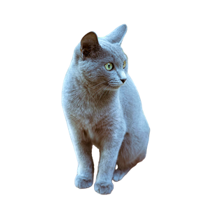 Related cat image: A Beautiful Gray Cat With Green Eyes Sitting On A Wooden Bench In An Outdoor Setting. 18180